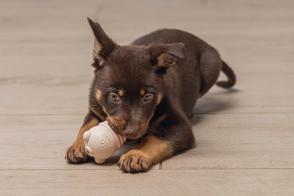 Beeztees  Yavru Köpek Sumo Mını Dental Oyuncak Xs
