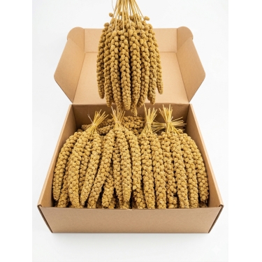 Sarı Dal Darı 25-30cm 15 Kg